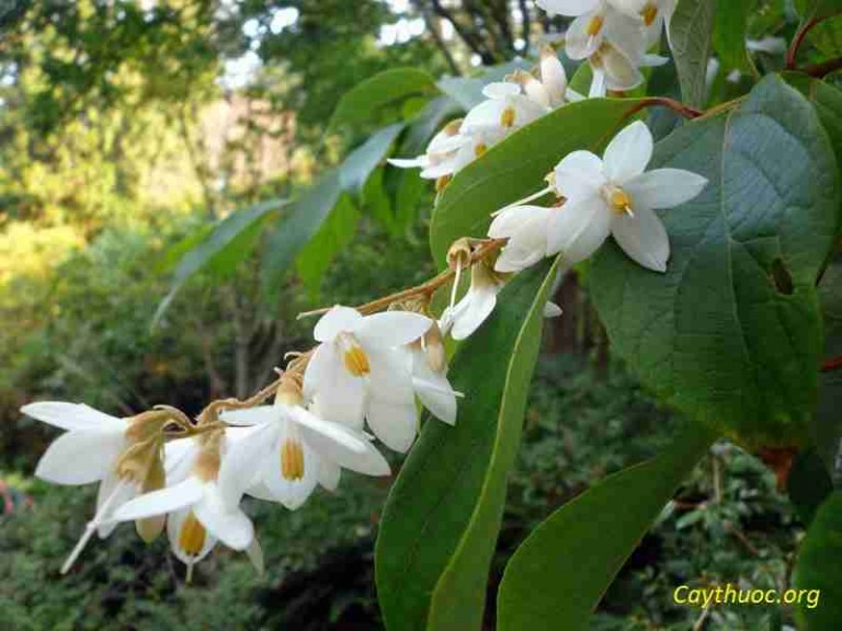 cay-an-tuc-huong-768x576-1.jpg